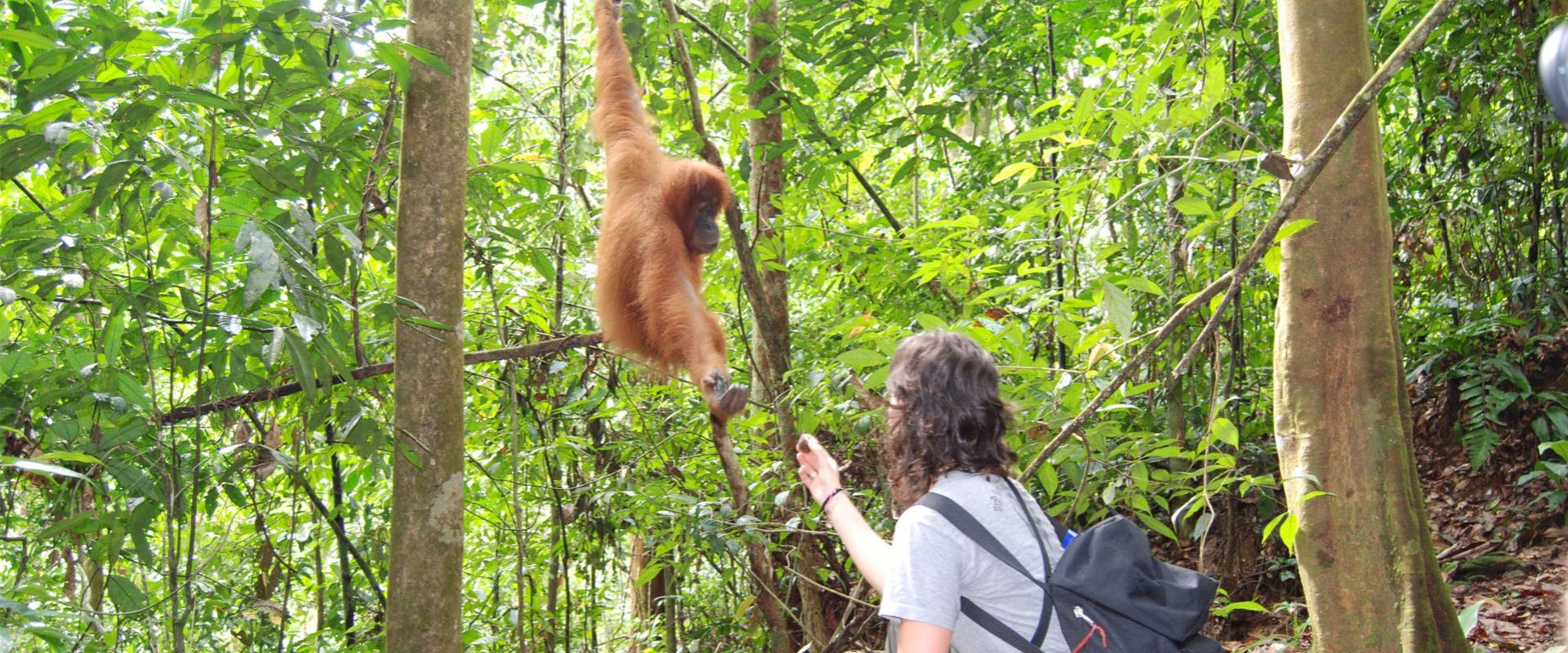 08 Days / 07 Nights Overland Bukit Lawang – Padang Tour